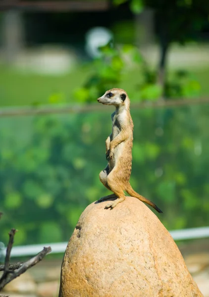 경고 suricate 또는 경계에 meerkat (suricata suricatta), — 스톡 사진