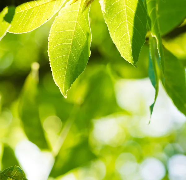 Čerstvé nové zelené listy, zářící ve slunečním světle — Stock fotografie