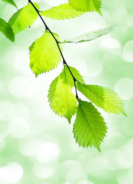 Green leaves — Stock Photo, Image