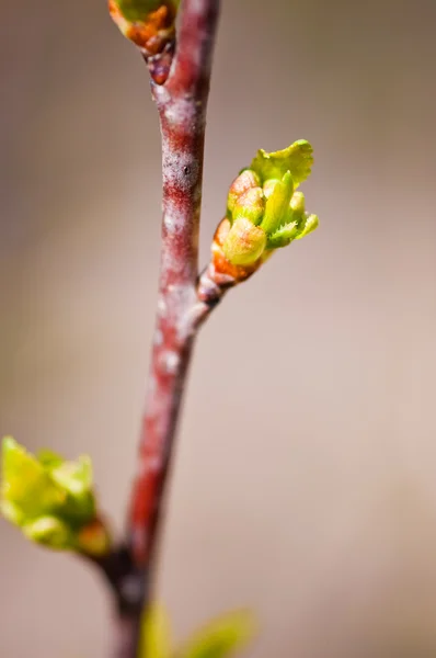 Burgeons com folhas verdes — Fotografia de Stock