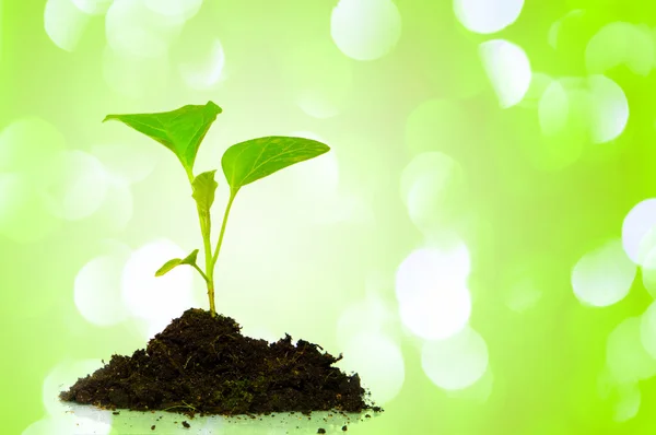 Growing green plant — Stock Photo, Image