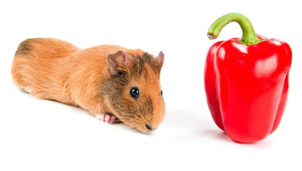 The guinea pig and a red pepper — Stock Photo, Image
