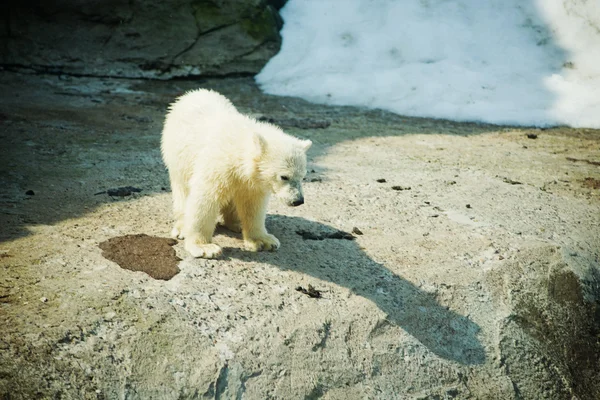 Mały miś polarny - ursus maritimus — Zdjęcie stockowe