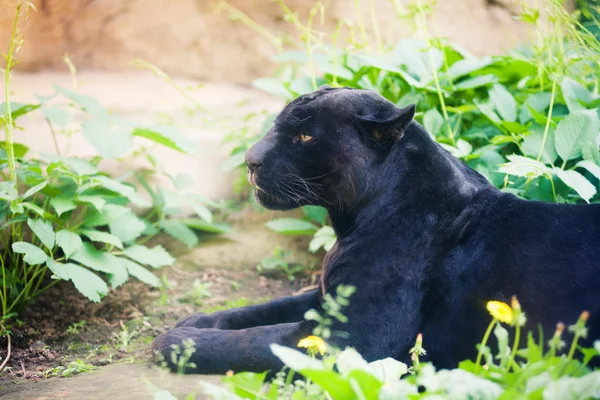 Schwarzer Panther — Stockfoto