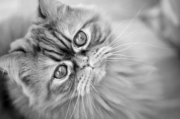 Raza de gato Selkirk rex . —  Fotos de Stock