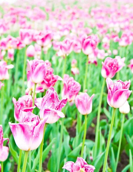 Belo campo de tulipas na primavera — Fotografia de Stock