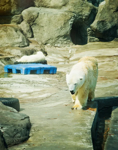 Белый медведь - Ursus maritimus — стоковое фото