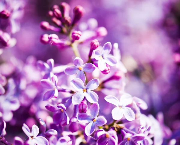 香りのよいライラック色の花 (ライラック)。浅い深さの情けない — ストック写真