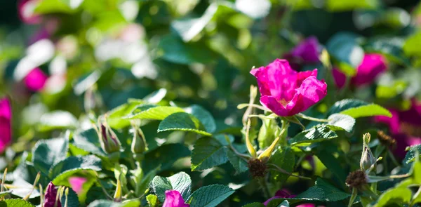 Arbusto de rosa de perro — Foto de Stock
