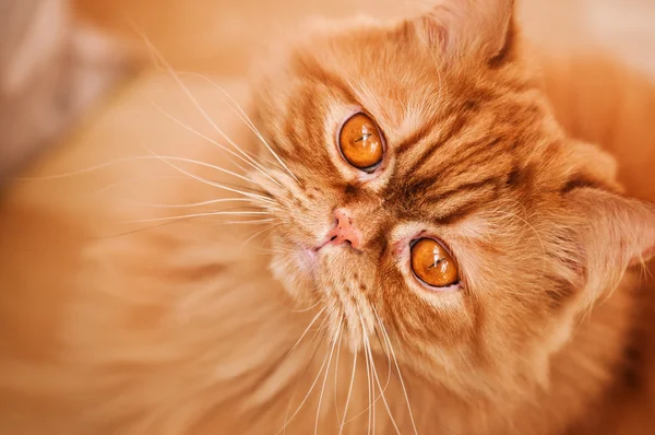 빨간 고양이 사육 셀 커크 렉스. — 스톡 사진