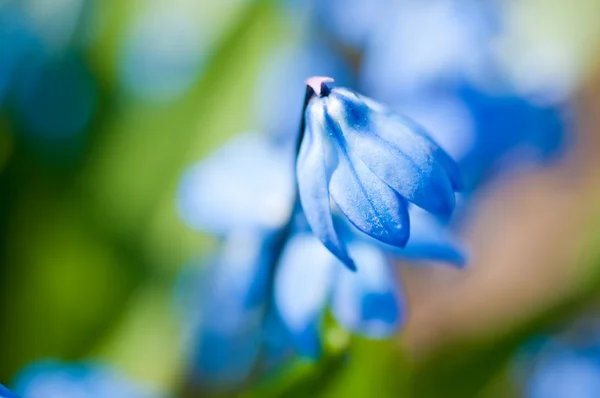 Весенние цветы (Scilla Sibirica ) — стоковое фото