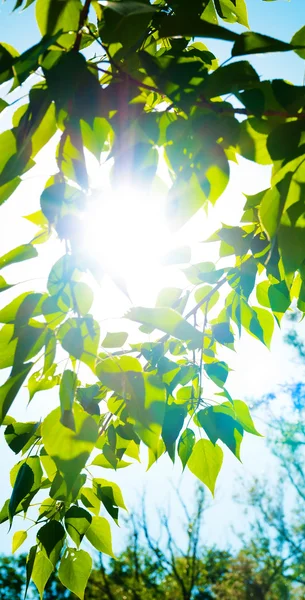 Folhas verdes de verão e céu azul com sol — Fotografia de Stock