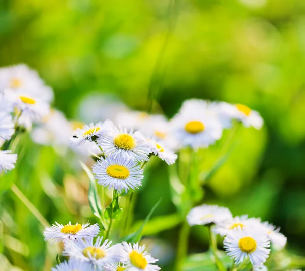 Wild blue asters — Stock Photo, Image