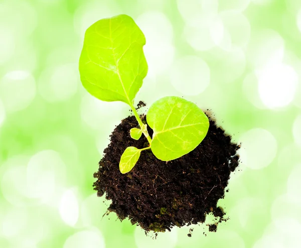 Growing green plant — Stock Photo, Image