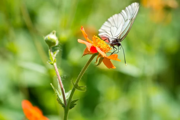 Geum. Bellissimi fiori rossi e farfalla Aporia crataegi — Foto Stock