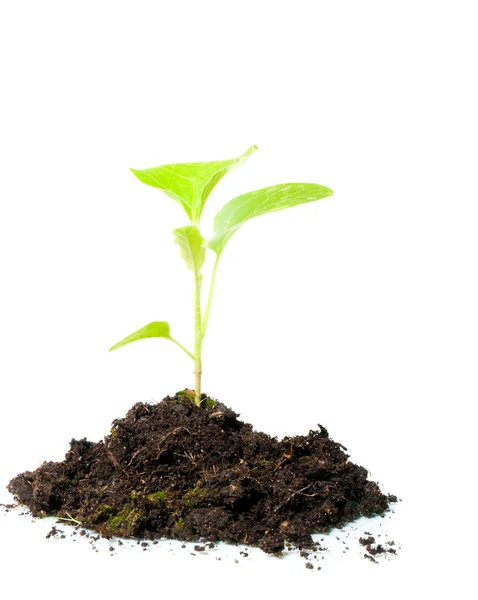 Planta verde em crescimento — Fotografia de Stock