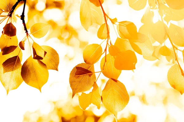 Autumn yellow leaves, shallow focus — Stock Photo, Image