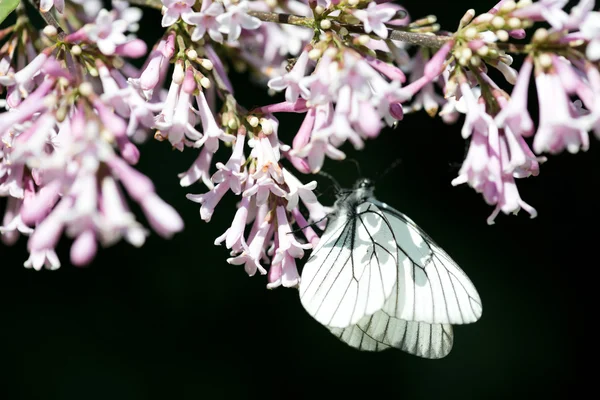 Fragrant lilac blossoms (Syringa vulgaris) and butterfly Aporia — Stock Photo, Image