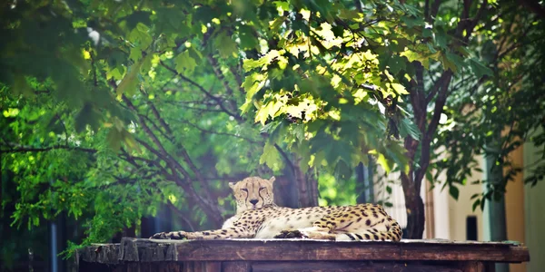 Beautiful cheetah with long legs lying down and resting — Stock Photo, Image