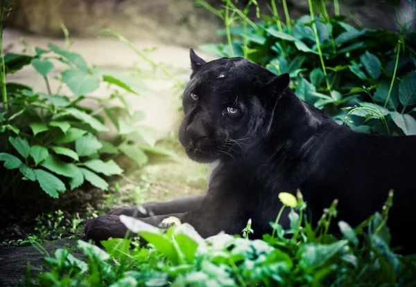 Black panther — Stock Photo, Image