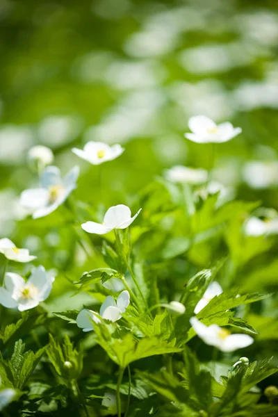 Tappeto di Anemone nemorosa, primavera settentrionale — Foto Stock