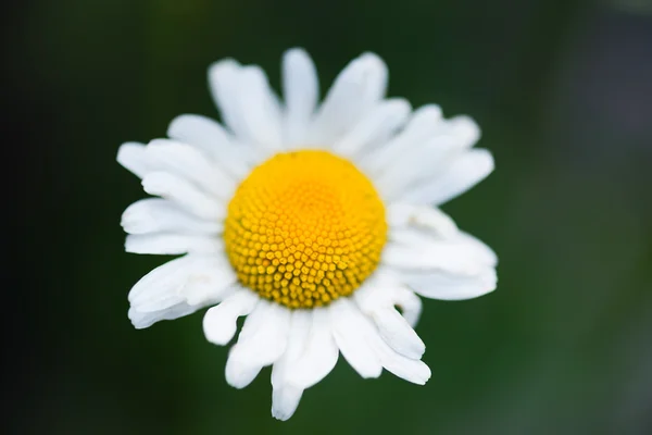 Wilde kamille op een weide. — Stockfoto