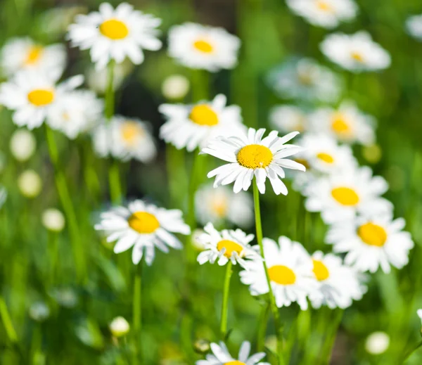 Witte mooie chamomiles — Stockfoto