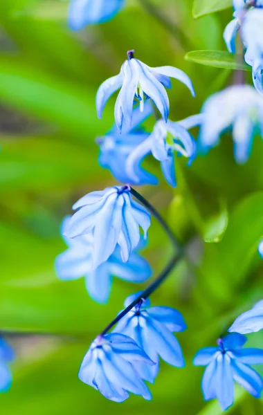 Bahar Çiçekleri (Scilla Sibirica) — Stok fotoğraf