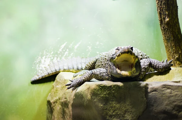 Crocodilo enorme perigoso — Fotografia de Stock