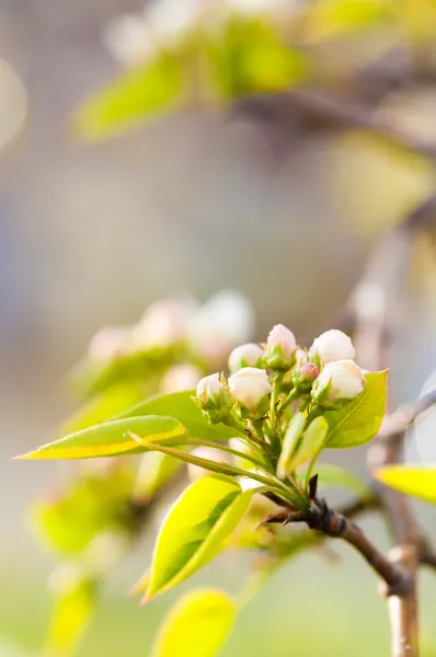 Une branche florissante de pommier au printemps — Photo