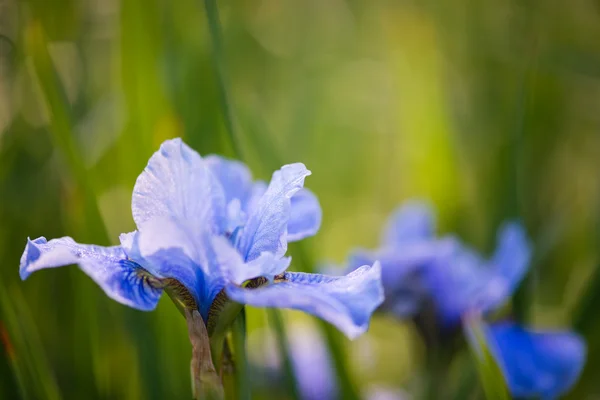 Iris floreciendo en el jardín . — Foto de Stock