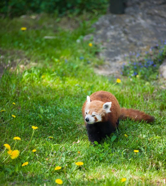 Ciekawy red panda — Zdjęcie stockowe