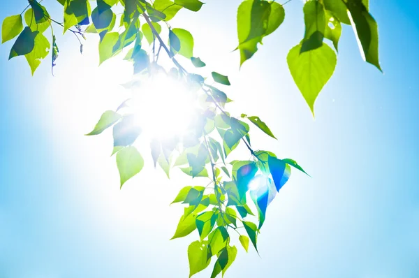 Green summer leaves and blue sky with sun — Stock Photo, Image