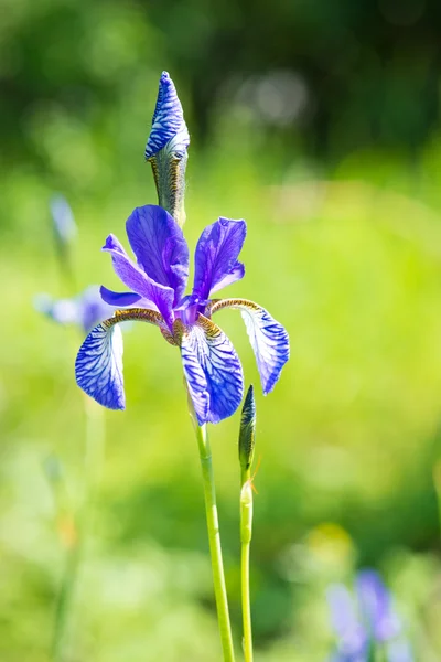 Iris bloeien in de tuin. — Stockfoto