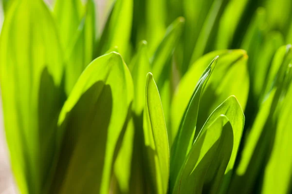 Vers groen gras — Stockfoto