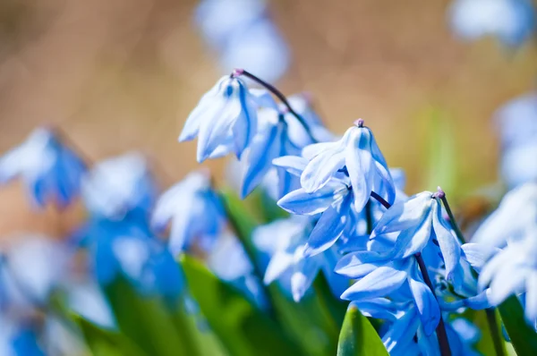 Весняні квіти (Шиллі Sibirica) — стокове фото