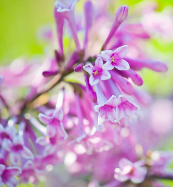 Geurende lila bloemen (syringa vulgaris). — Stockfoto