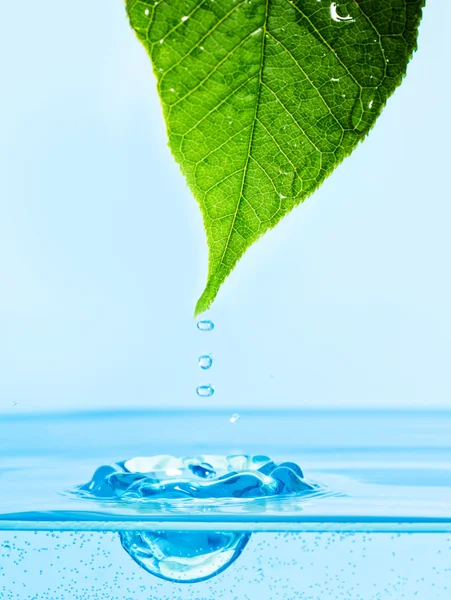 Zöld levél a vízcsepp, mint víz tükrözi — Stock Fotó