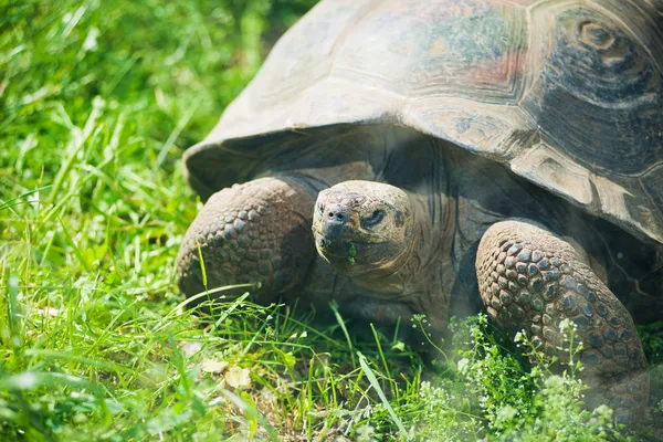 Galapagos tartaruga gigante sull'erba — Foto Stock