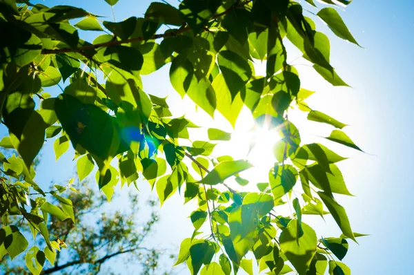 Green summer leaves and blue sky with sun — Stock Photo, Image