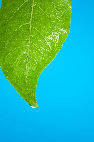 Green leaf with water droplet over water — Stock Photo, Image