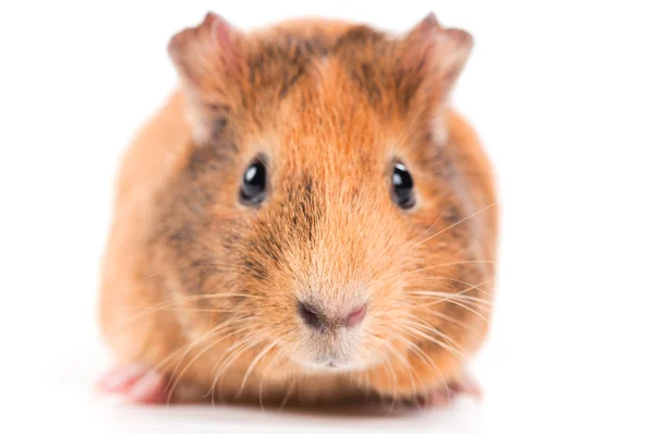 Guinea pig — Stock Photo, Image