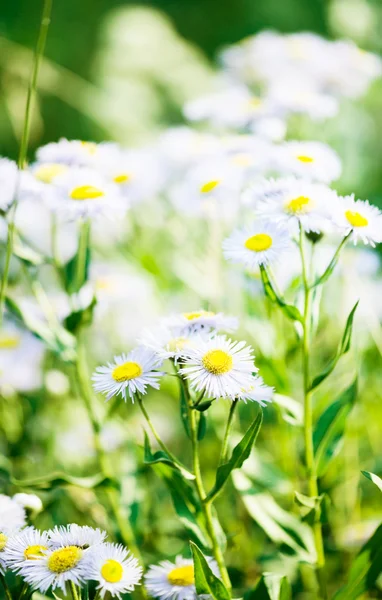 Asters bleus sauvages — Photo