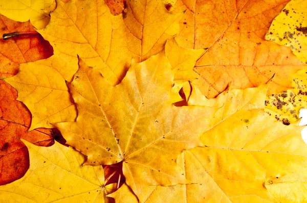 Autumn background — Stock Photo, Image