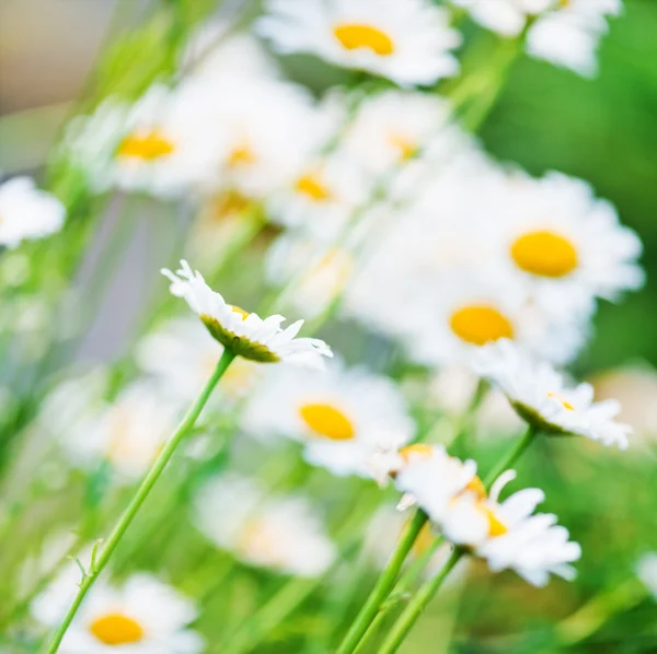 Wilde Kamille auf einer Wiese. — Stockfoto