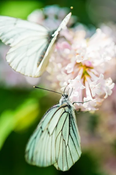 Flores de lila fragantes y mariposa Aporia crataegi —  Fotos de Stock