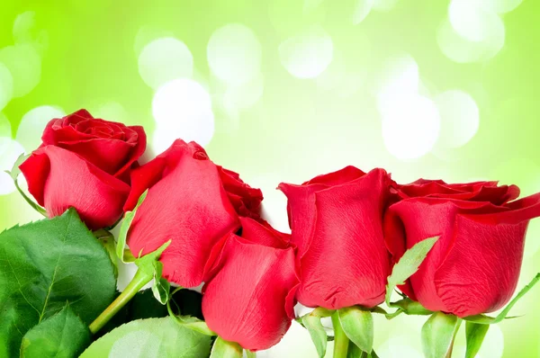 Beautiful Roses Border — Stock Photo, Image