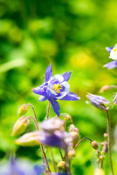 Aquilegia (Columbine) — Stok fotoğraf