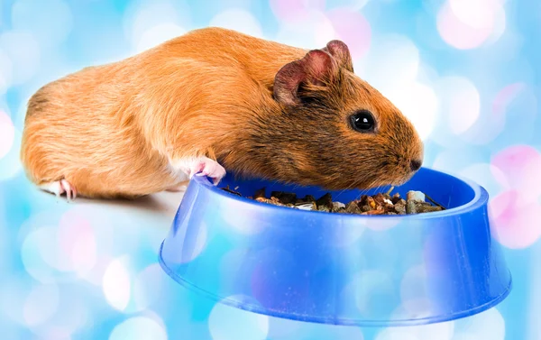 Guinea pig eating — Stock Photo, Image