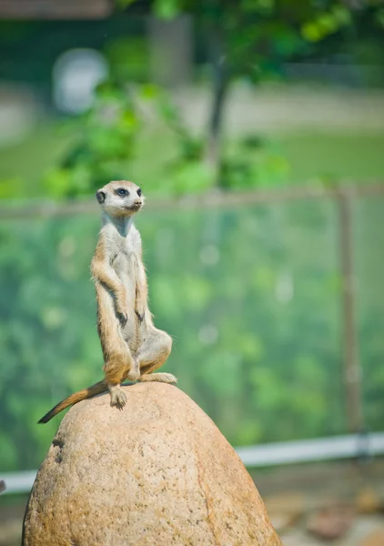 Oznámení suricate nebo Surikata (suricata suricatta) na pozoru, — Stock fotografie